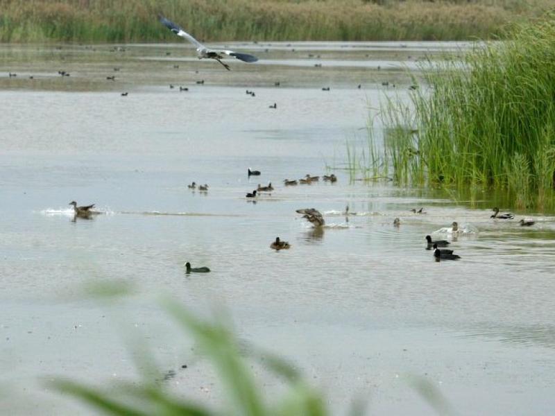 Aus al delta del Llobregat, que podrien ser foragitades del seu hàbitat pels trets dels caçadors QUIM PUIG