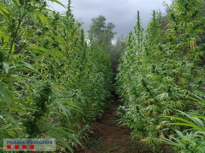 Una plantació de marihuana al Baix Camp EUROPA PRESS