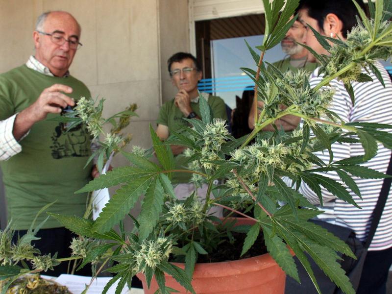 Josep Pàmies, explicant els beneficis terapèutics de la marihuana davant l'hospital Arnau de Vilanova ACN