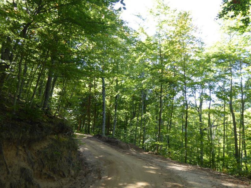 Bosc de la zona de Vallclara, en una foto extreta d'Internet. Arxiu