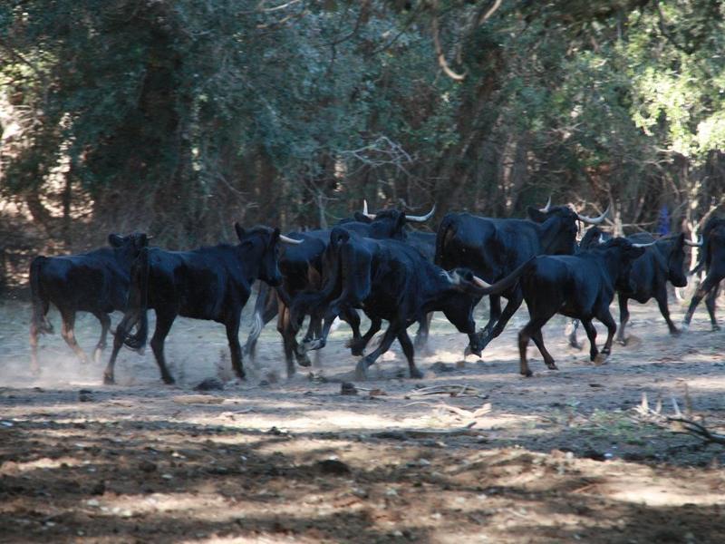 Bous famèlics a l'illa de bous de Vinallop, fa unes setmanes. ACN