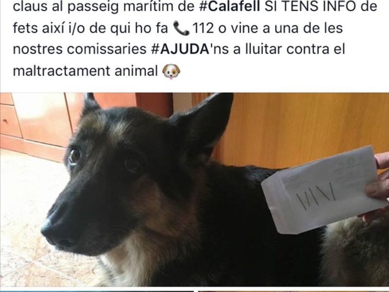 Captura de pantalla de la campanya dels Mossos a Facebook on apareix un dels gossos que va haver de ser operat. Arxiu