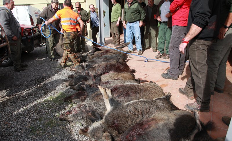 Els caçadors calculen que abatre un senglar té un cost de 1.325 euros |  Redacció | Vic | Medi ambient | El Punt Avui