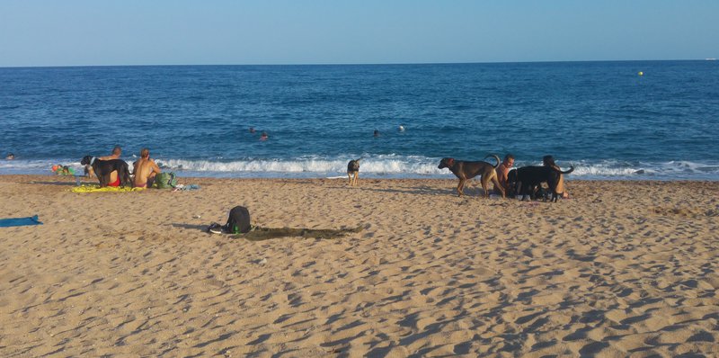 Pineda resol la coexistència entre els gossos i la bandera blava | Teresa  Márquez | pineda de mar | Medi ambient | El Punt Avui